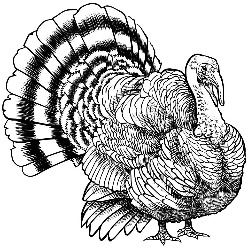 Pavo